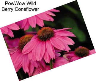 PowWow Wild Berry Coneflower