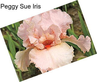 Peggy Sue Iris