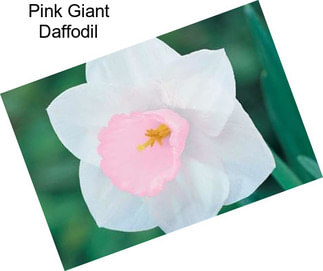 Pink Giant Daffodil