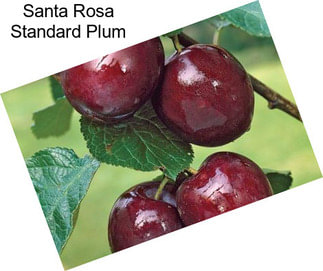 Santa Rosa Standard Plum