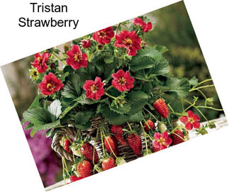 Tristan Strawberry