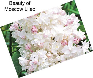 Beauty of Moscow Lilac