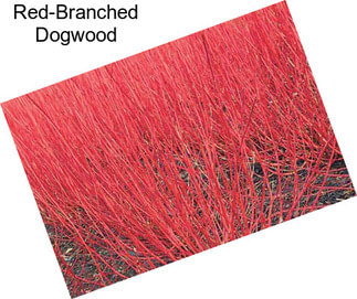 Red-Branched Dogwood