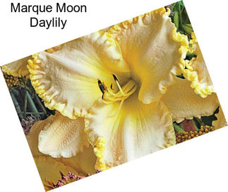 Marque Moon Daylily