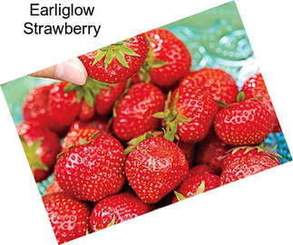 Earliglow Strawberry