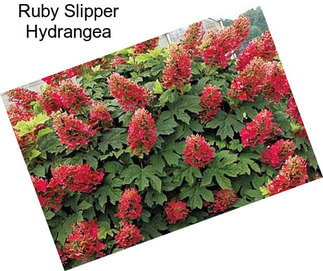 Ruby Slipper Hydrangea