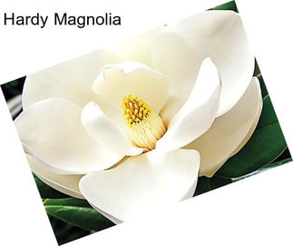 Hardy Magnolia