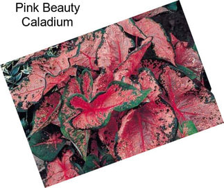 Pink Beauty Caladium