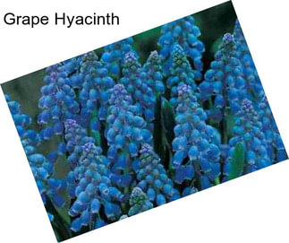 Grape Hyacinth