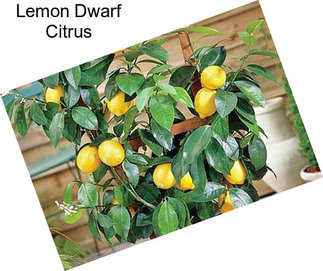 Lemon Dwarf Citrus