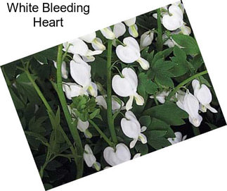 White Bleeding Heart