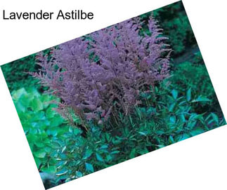 Lavender Astilbe