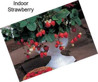 Indoor Strawberry