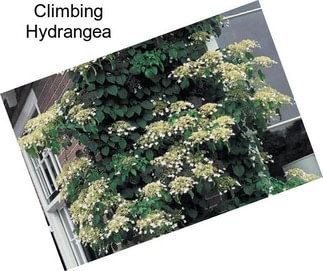 Climbing Hydrangea
