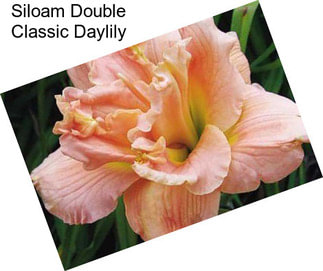 Siloam Double Classic Daylily