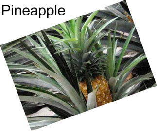 Pineapple