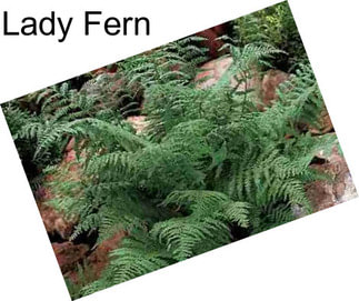 Lady Fern