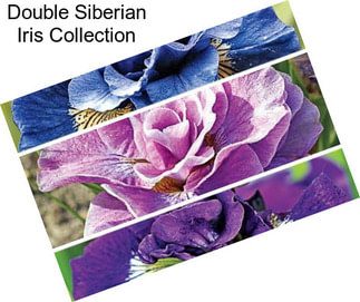 Double Siberian Iris Collection