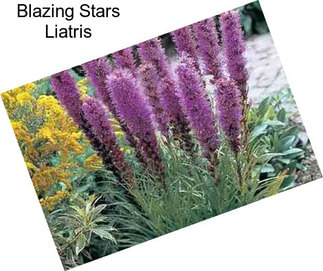 Blazing Stars Liatris