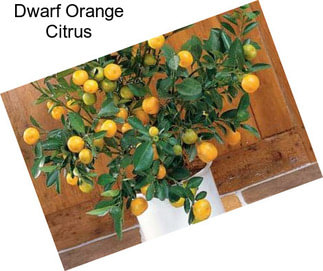 Dwarf Orange Citrus