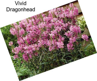 Vivid Dragonhead