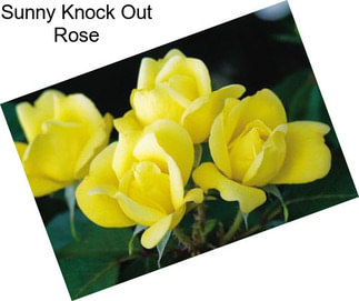 Sunny Knock Out Rose