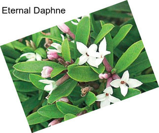 Eternal Daphne