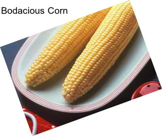 Bodacious Corn