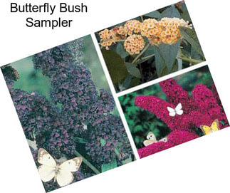 Butterfly Bush Sampler