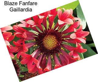 Blaze Fanfare Gaillardia