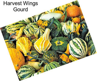 Harvest Wings Gourd