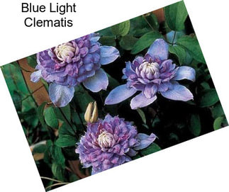 Blue Light Clematis