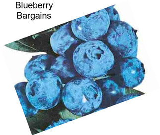 Blueberry Bargains