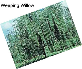 Weeping Willow