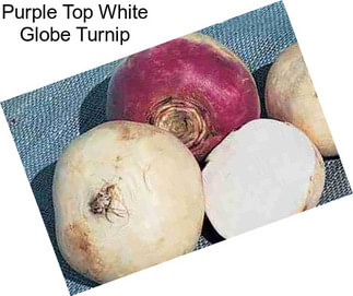 Purple Top White Globe Turnip