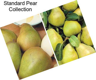 Standard Pear Collection