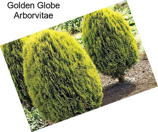 Golden Globe Arborvitae
