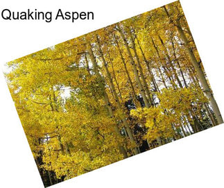 Quaking Aspen