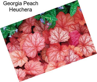 Georgia Peach Heuchera