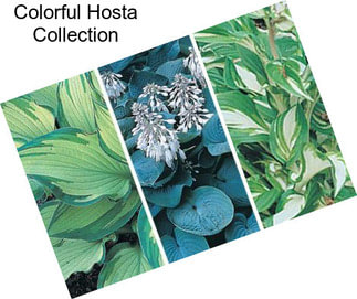 Colorful Hosta Collection