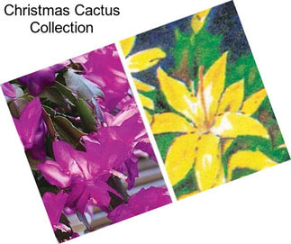 Christmas Cactus Collection