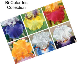 Bi-Color Iris Collection