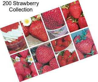 200 Strawberry Collection