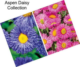 Aspen Daisy Collection