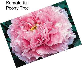 Kamata-fuji Peony Tree