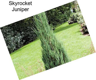 Skyrocket Juniper