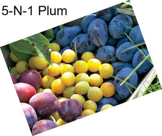 5-N-1 Plum