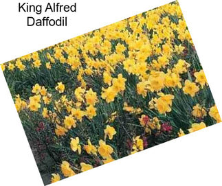 King Alfred Daffodil