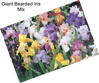Giant Bearded Iris Mix