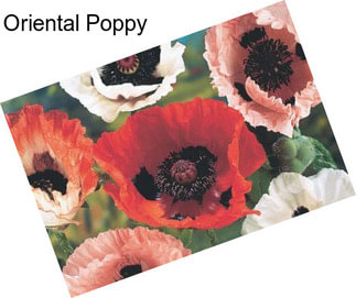 Oriental Poppy